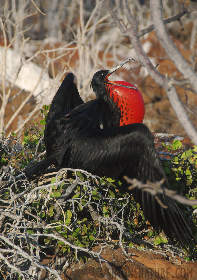 Fregata magnificens [200 mm, 1/200 Sek. bei f / 8.0, ISO 100]